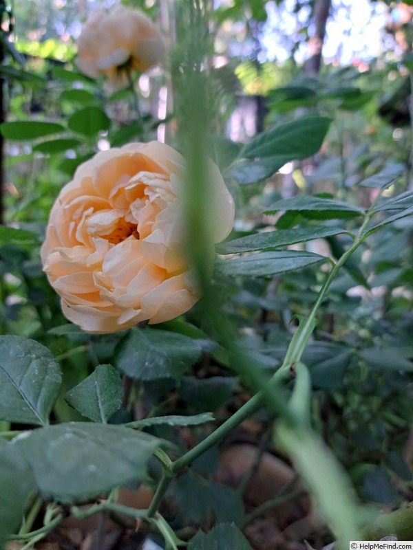 'Roald Dahl' rose photo