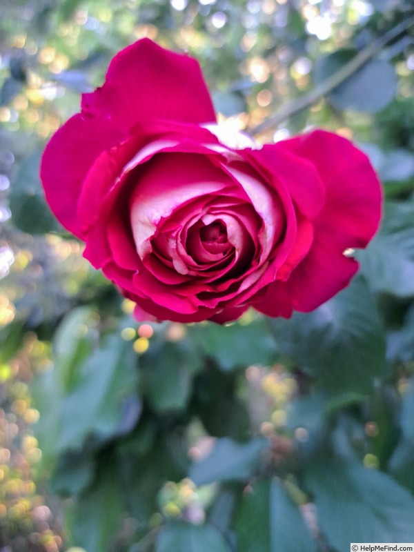 'Monica Bellucci®' rose photo