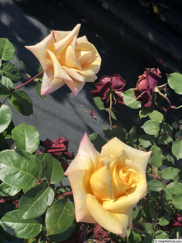 'Barbara (hybrid tea, Gaujard, 1960)' rose photo