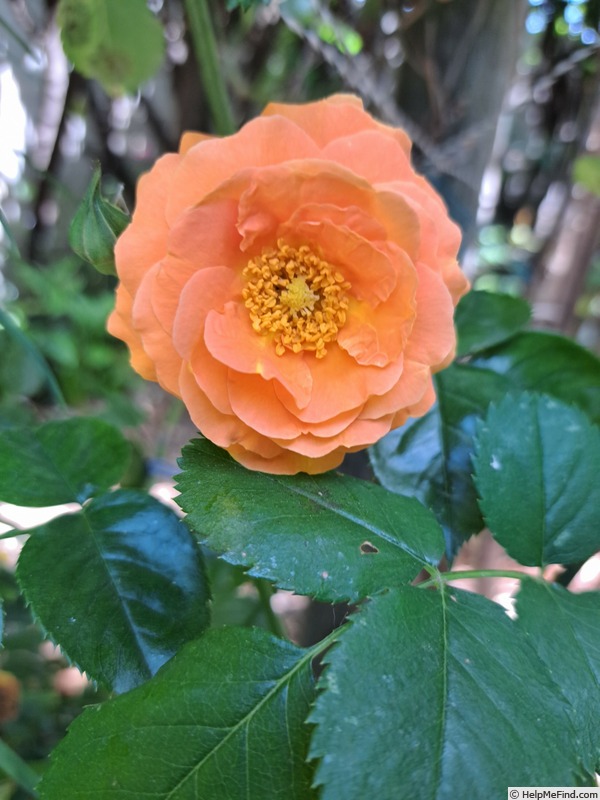'Salto ®' rose photo