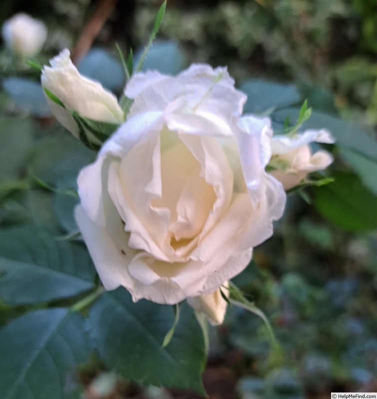 'Crème Chantilly ®' rose photo