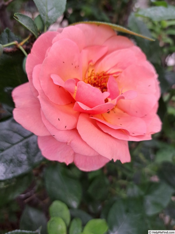 'Florence Arthaud' rose photo