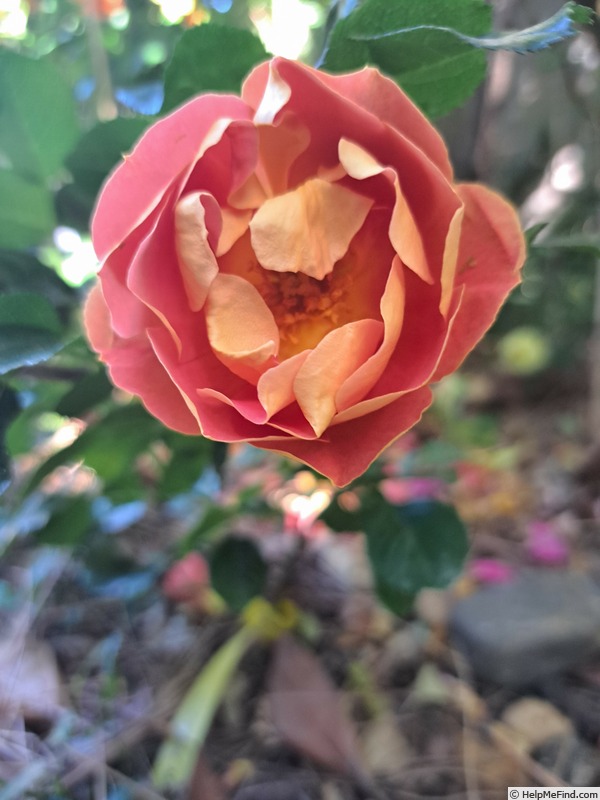 'Bee's Paradise ® Mango' rose photo