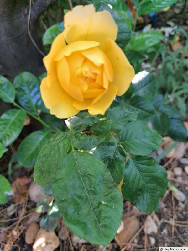 'Off-Load ®' rose photo