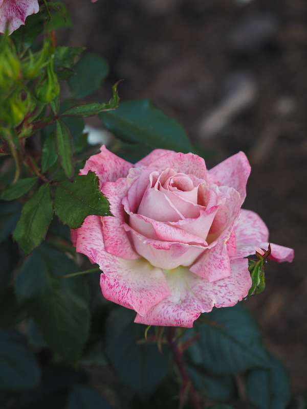 'MEIvanae' rose photo