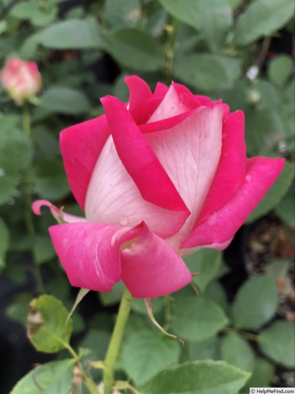 'Picture Perfect (hybrid tea, Bédard, 2022)' rose photo
