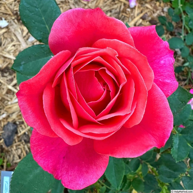 'Uptown Girl™' rose photo