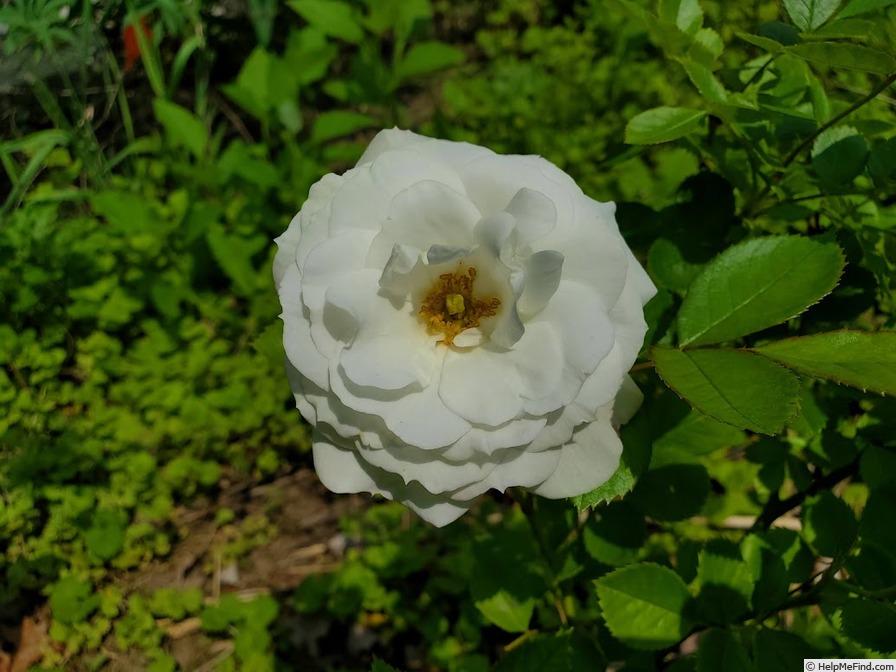 'White Veranda ®' rose photo