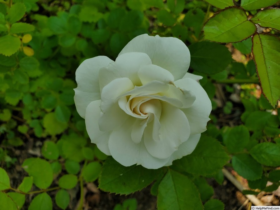 'White Veranda ®' rose photo