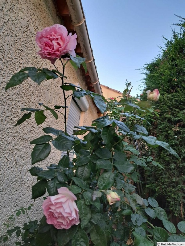 'Bornéo Odore ®' rose photo