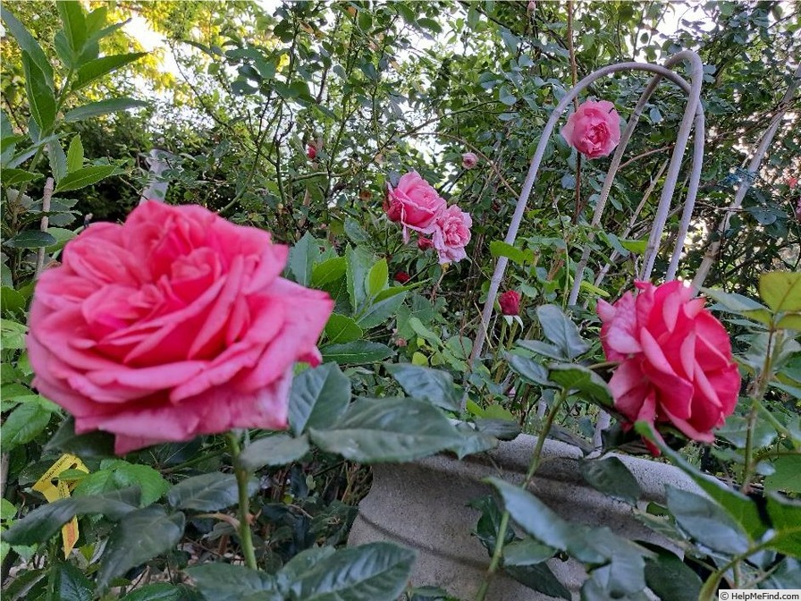 'Sir Lancelot (floribunda, Harkness, 2000)' rose photo