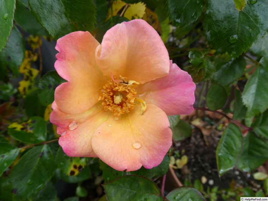 'Bee Proud' rose photo