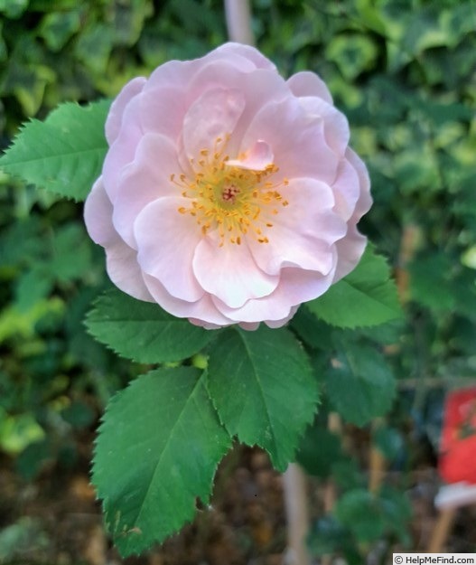 'Fritz Nobis' rose photo