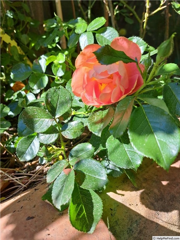 'Bee's Paradise ® Mango' rose photo