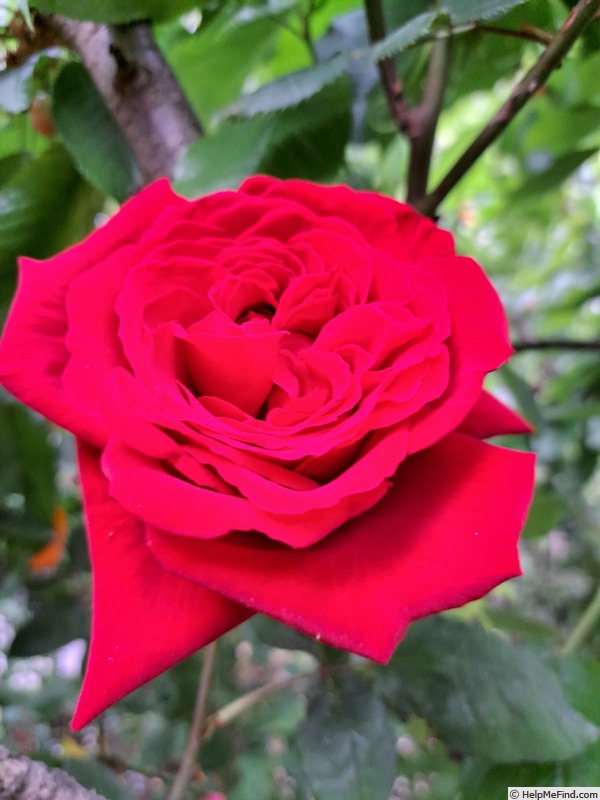 'Botero ®' rose photo
