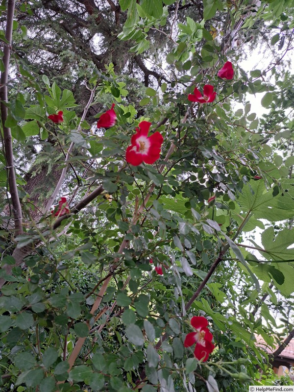 'Rouge Meillandécor ®' rose photo