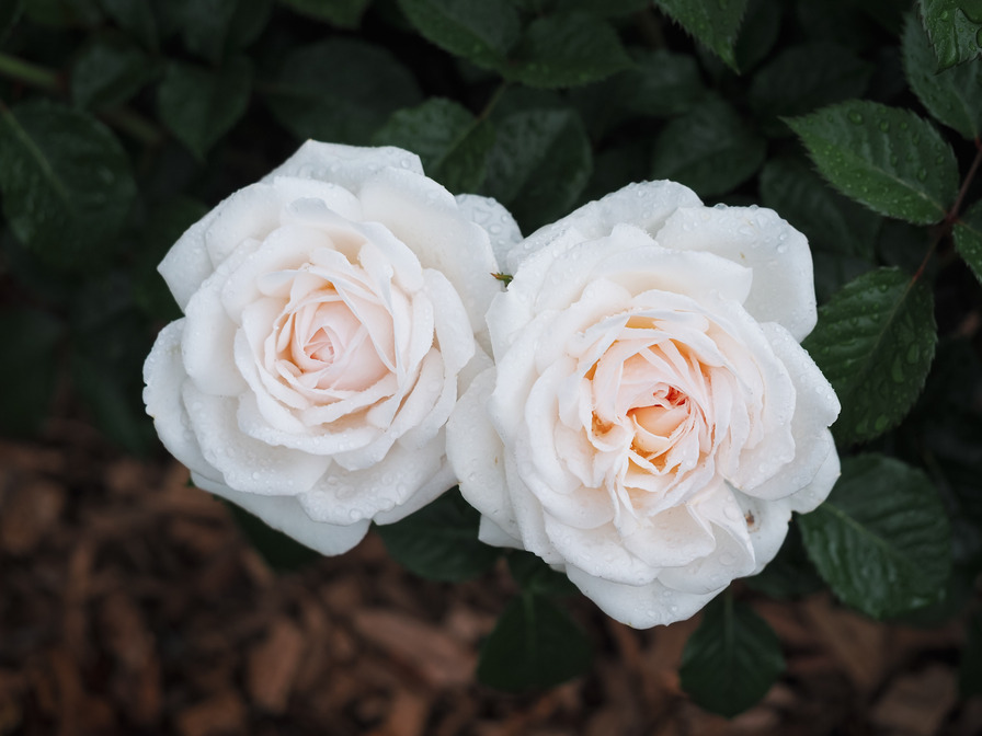 'EVEvilady' rose photo