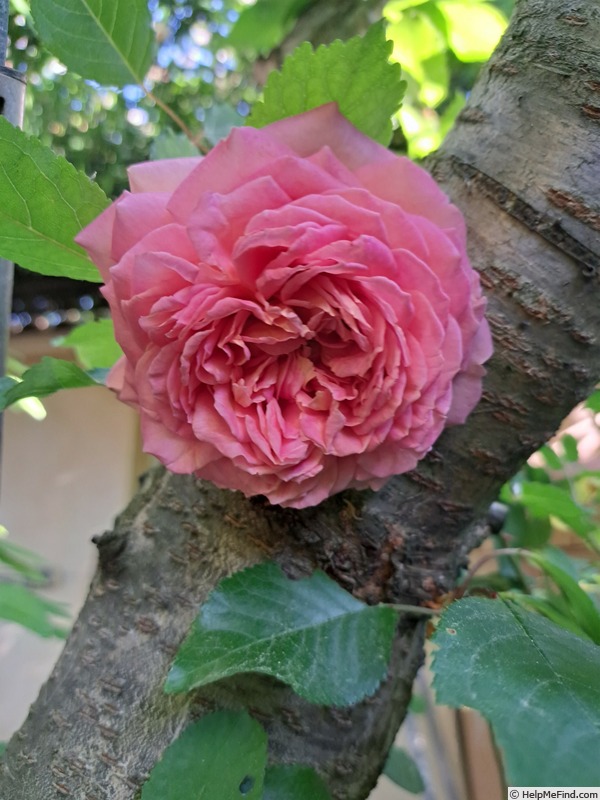 'Jubilee Celebration (shrub, Austin 2002)' rose photo