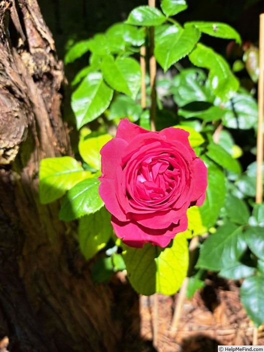 'Rose Clos Vougeot ® (floribunda, Delbard 2019)' rose photo