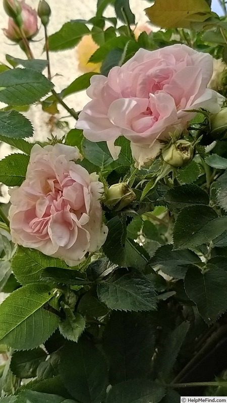 'Cuisse de Nymphe Émue' rose photo