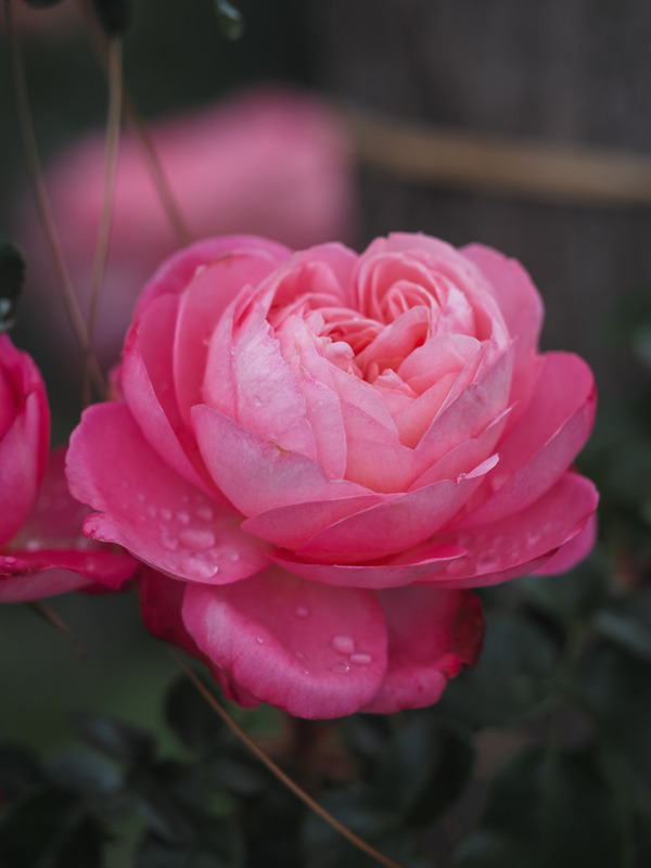 'MEIbritty' rose photo