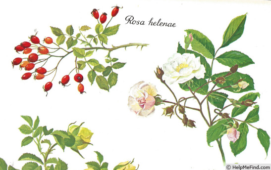 'R. helenae' rose photo