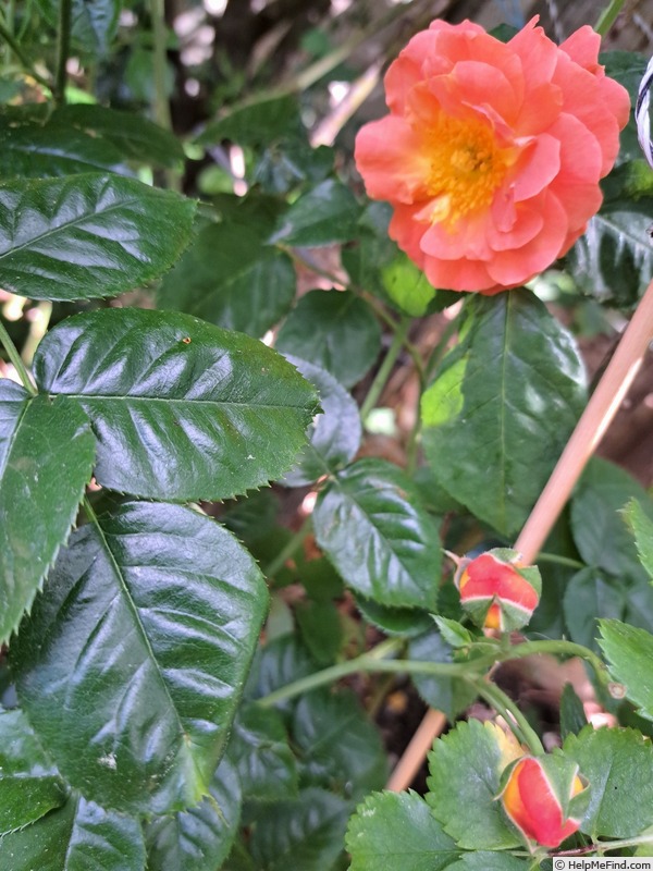 'Salto ®' rose photo