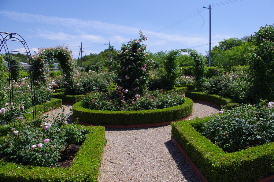 'David Austin's English Rose Garden and Plants Centre'  photo
