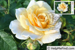 'Lady in Gold ®' rose photo
