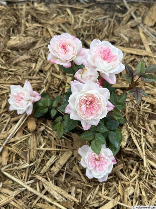 'Baby Elizabeth' rose photo