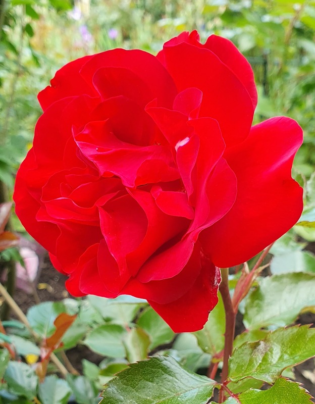 'Summer Sangria ®' rose photo
