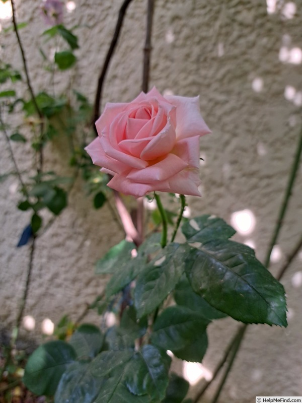 'Pierre de Luxembourg ®' rose photo