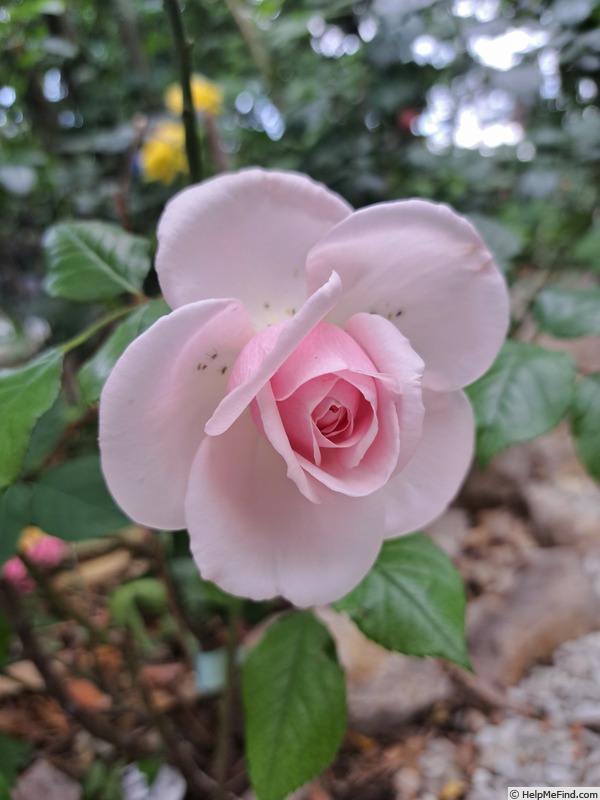 'Jardin de Granville®' rose photo