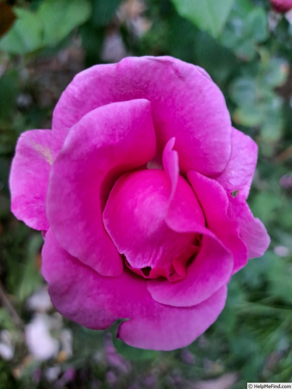 'Purple Passion ™' rose photo