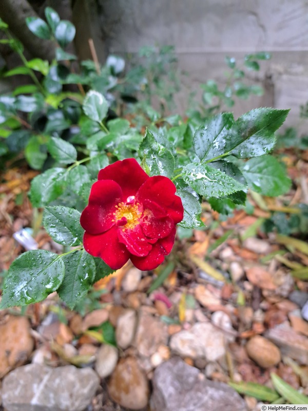 'Marondo (shrub, Kordes, 2006/17)' rose photo