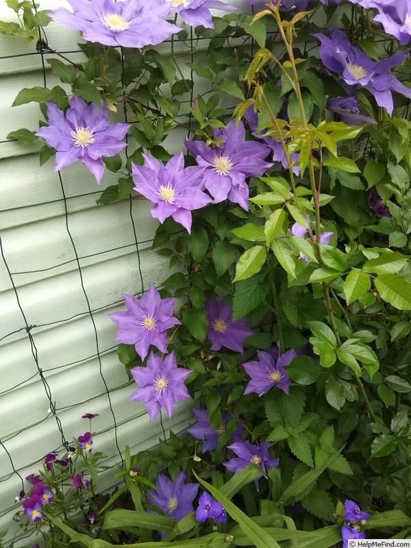 'H. F. Young' clematis photo