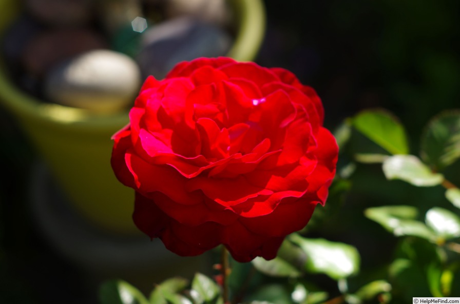 'Lübecker Rotspon' rose photo