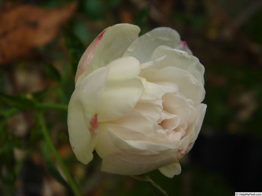 'Mademoiselle Marthe Carron' rose photo