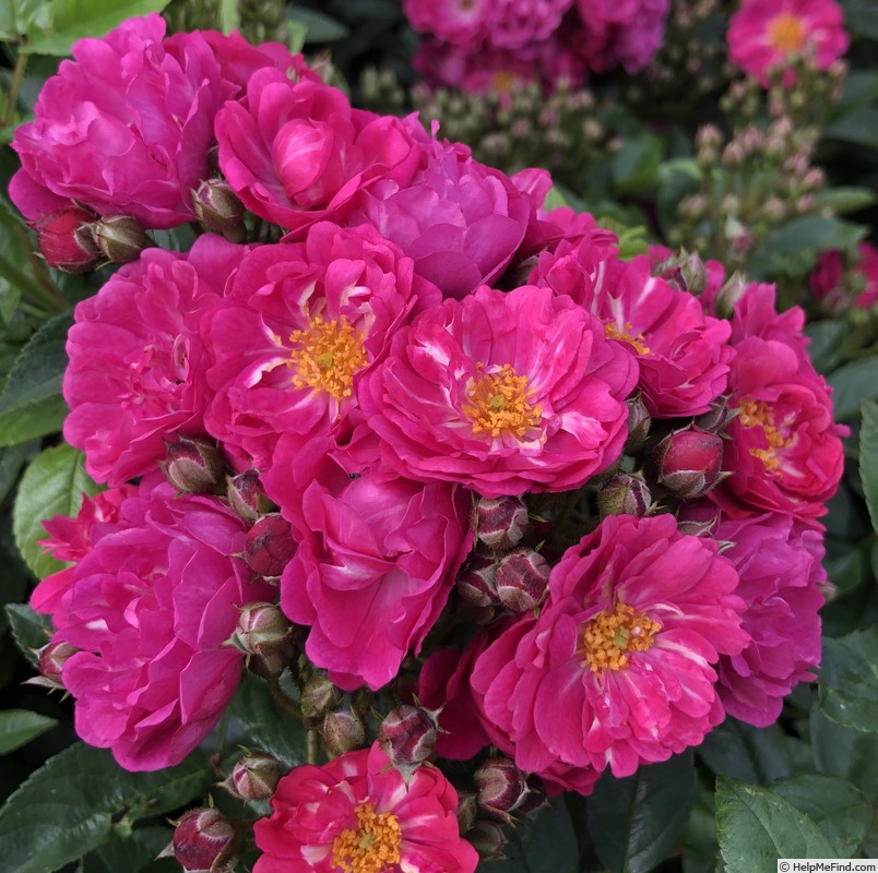 'Perfumy Siluetta ®' rose photo