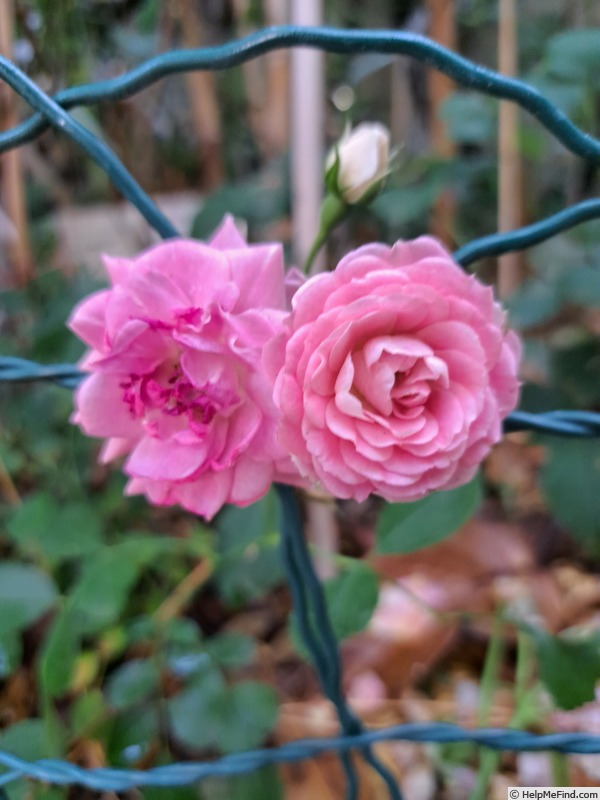 'Amica ® (shrub, Kordes, 2017)' rose photo