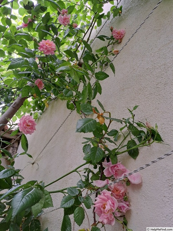 'Invictus ®' rose photo