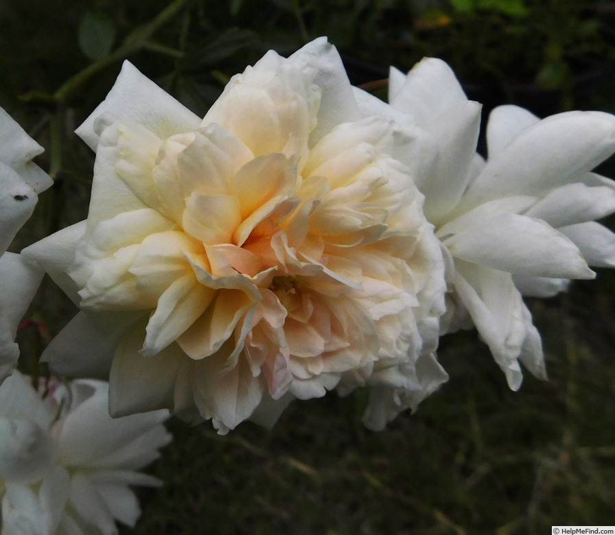 'Tajique' rose photo