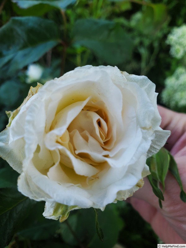 'Brindabella Touch of Pink ™' rose photo