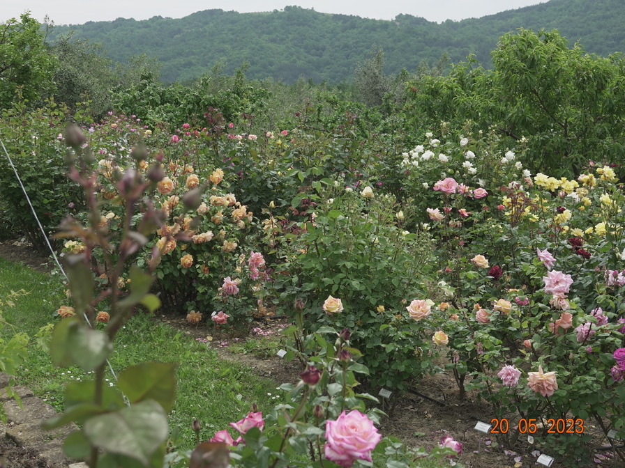 'Rožni vrt Maja de Reggi'  photo