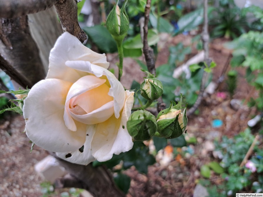 'Gruaud Larose ®' rose photo