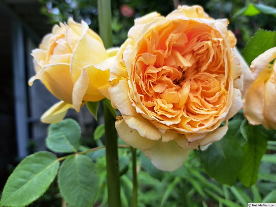 'Bathsheba' rose photo