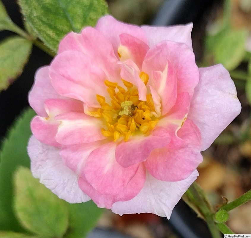 'Que Lindo' rose photo