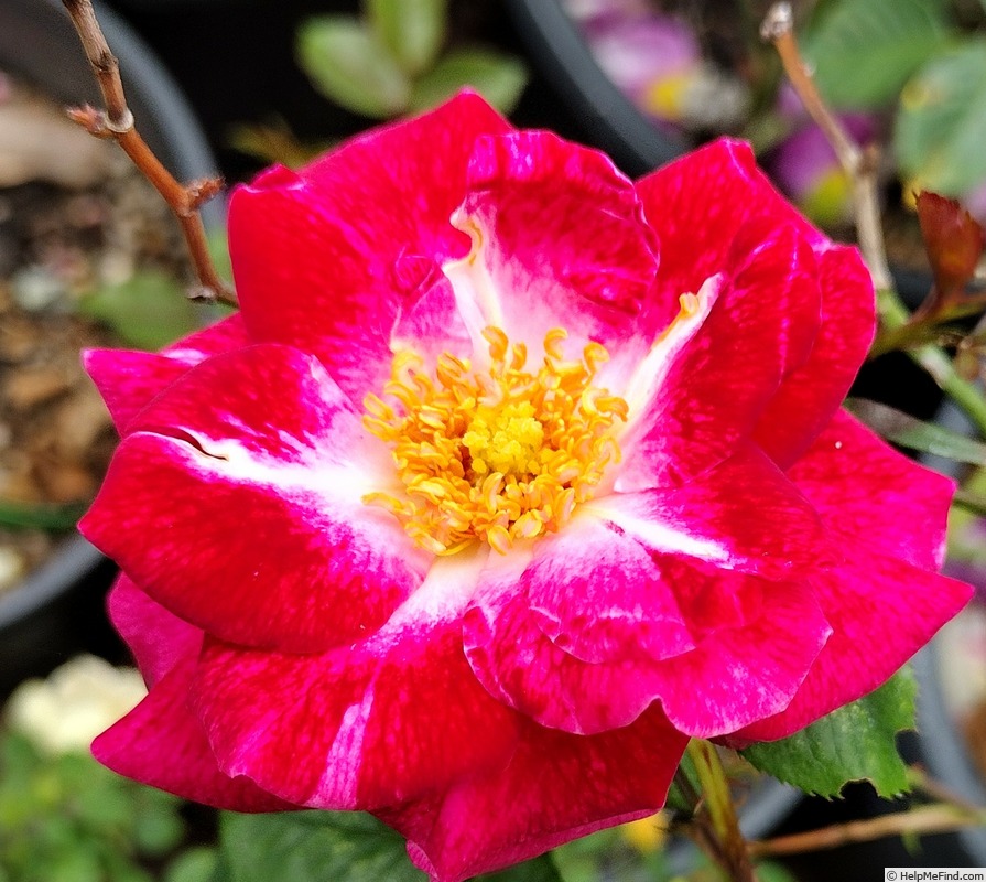 'Old Master' rose photo