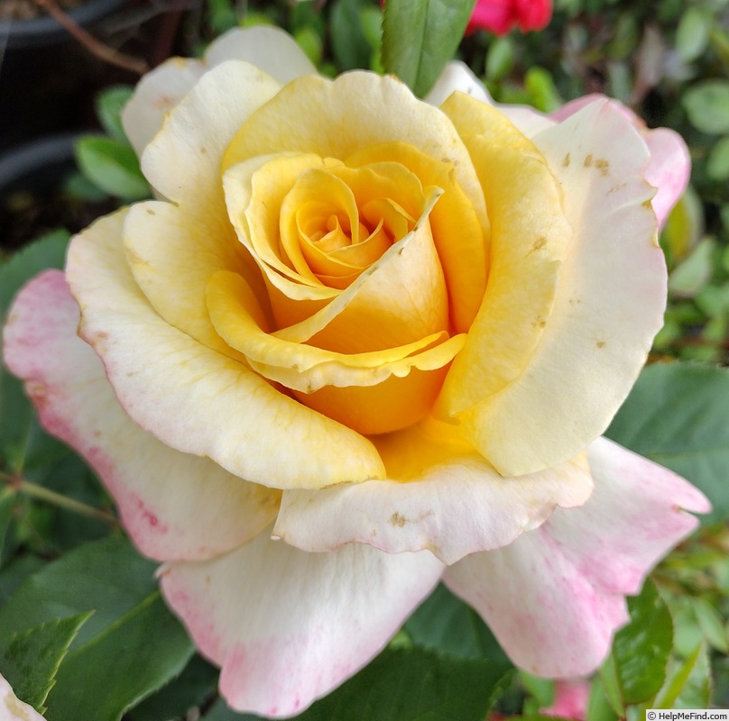 'Sunny Sky ™ (hybrid tea, Kordes, 1997)' rose photo