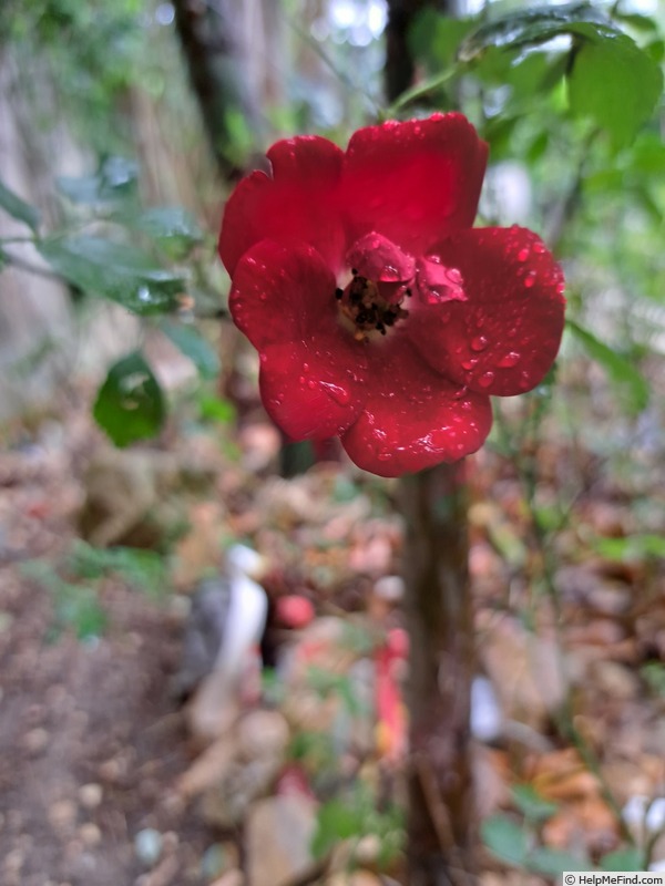 'Marondo (shrub, Kordes, 2006/17)' rose photo